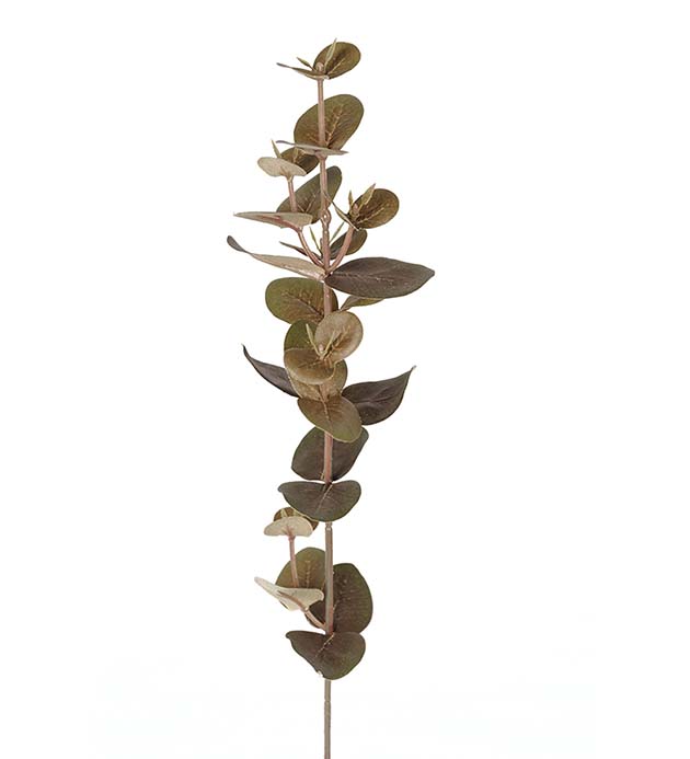 1437-90 - Eucalyptus 40 cm