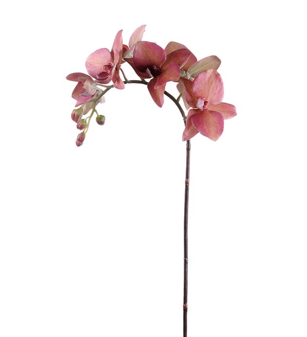 1450-85 - Phalaenopsis 60 cm