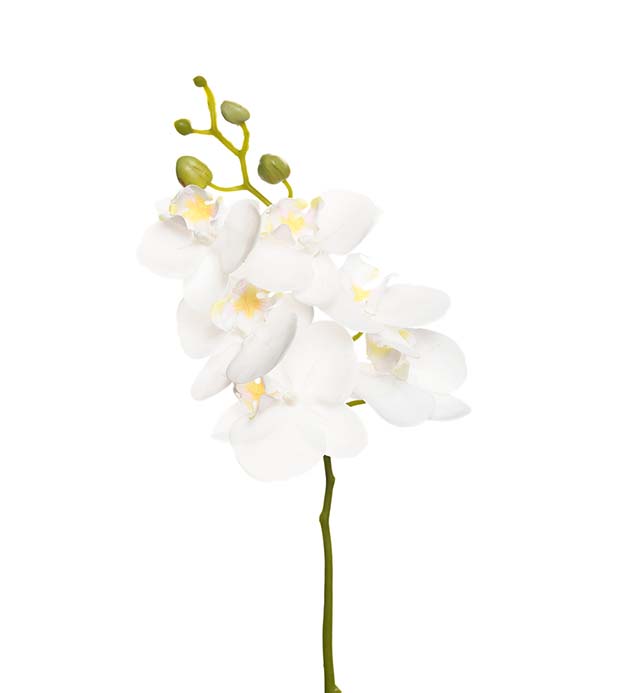 1493-10 - Phalaenopsis 52 cm