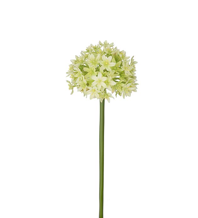 2073-90 - Allium 90 cm