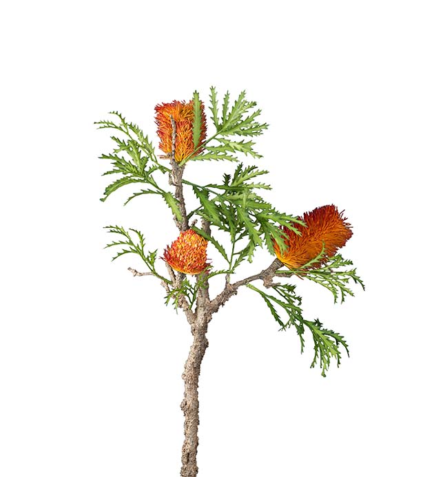 2272-31 - Banksia 85 cm