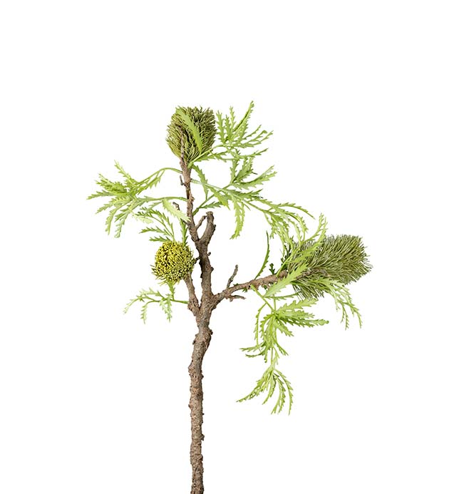 2272-90 - Banksia 85 cm