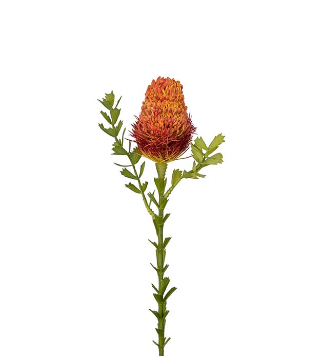 2332-31 - Banksia 52 cm