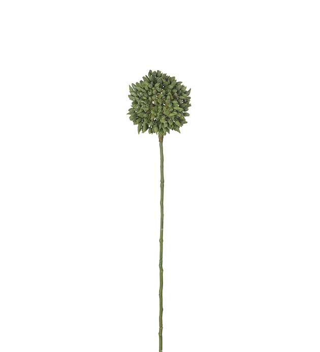 2350-90 - Allium 45 cm