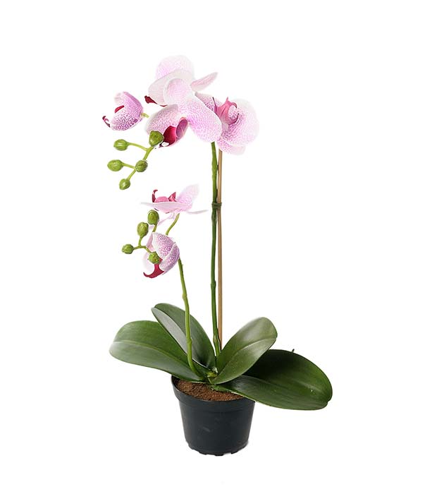 2911-41-1 - Phalaenopsis 45 cm