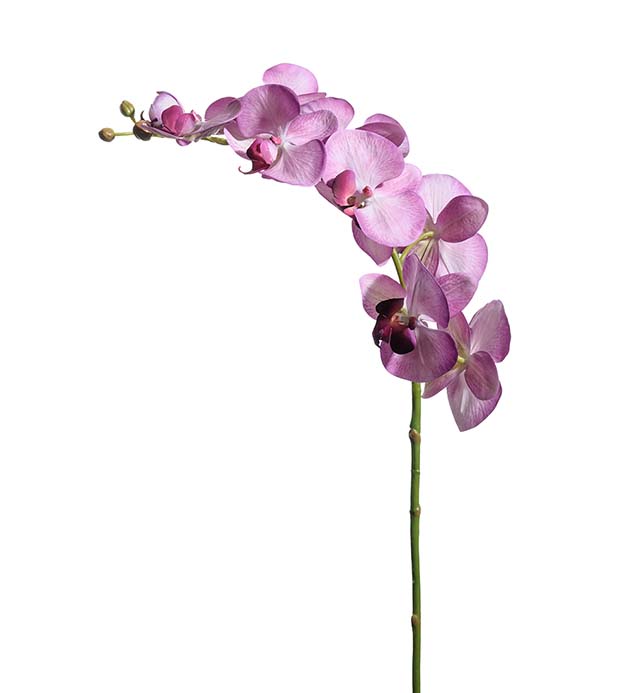 3126-45 - Phalaenopsis 75 cm