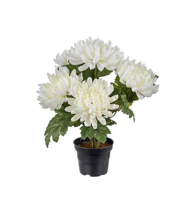 3508-10-1 - Chrysanthemum 30 cm