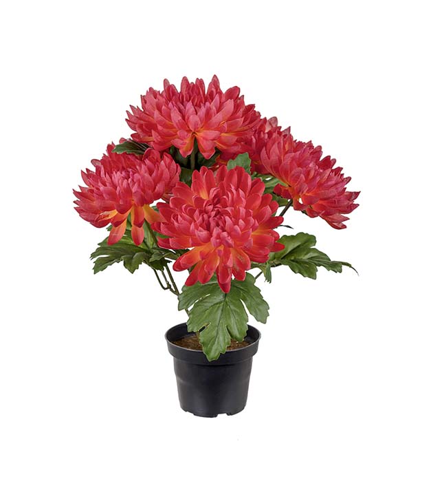 3508-33-1 - Chrysanthemum 30 cm