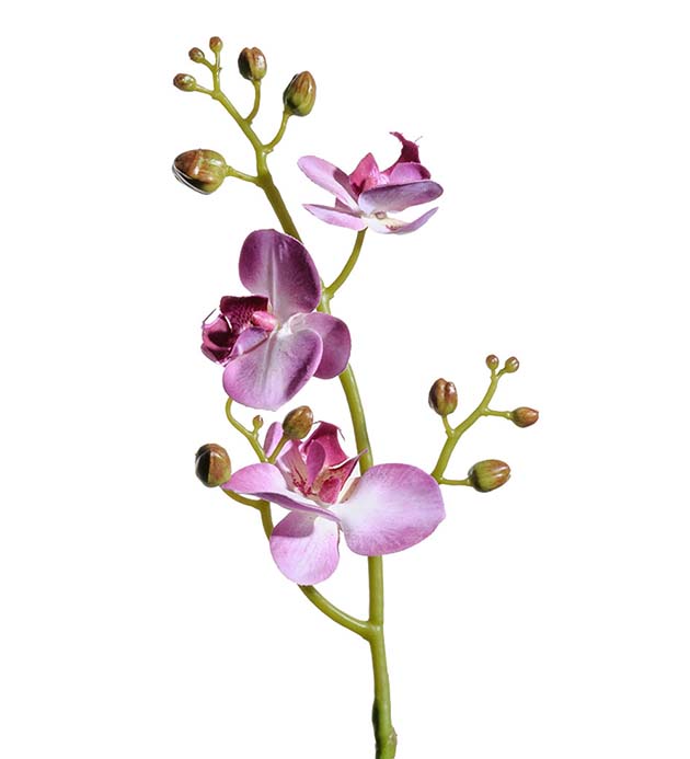 5906-45 - Phalaenopsis 50 cm