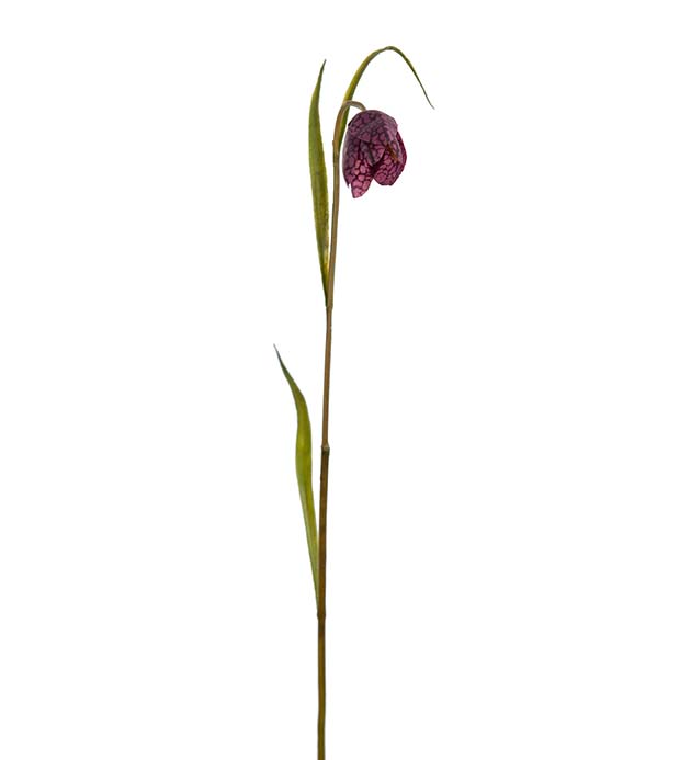5907-85 - Frittilaria 35 cm