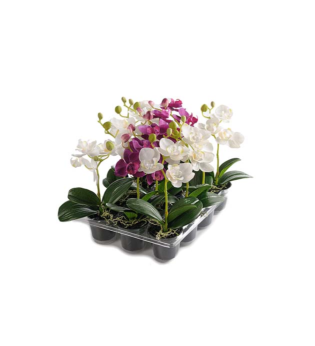 6343-99-1 - Phalaenopsis mix 23 cm