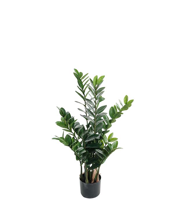 7107-090 - Zamifolia 90 cm