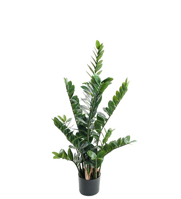 7107-110 - Zamifolia 110 cm