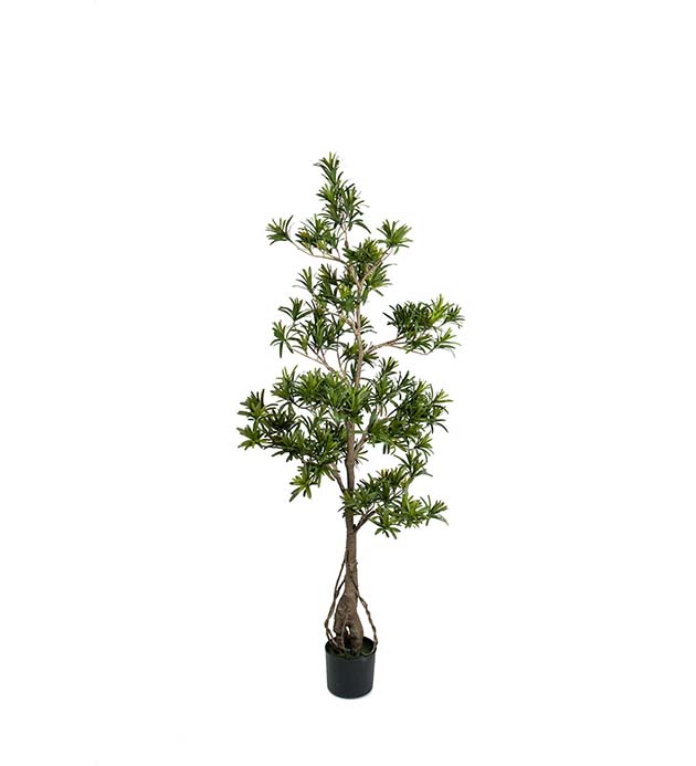 7178-150 - Podocarpus 150 cm
