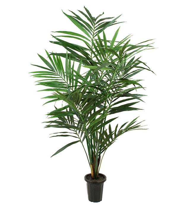 7203-150 - Kentia Palm 150 cm