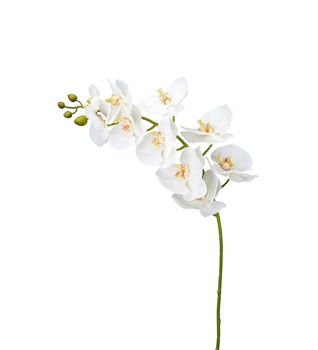 9319-10 - Phalaenopsis 105 cm