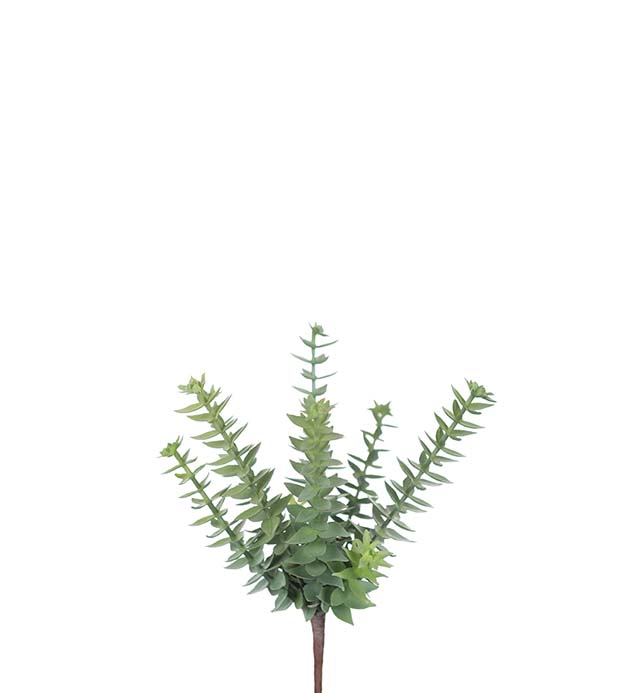9812-90 - Succulent 20 cm