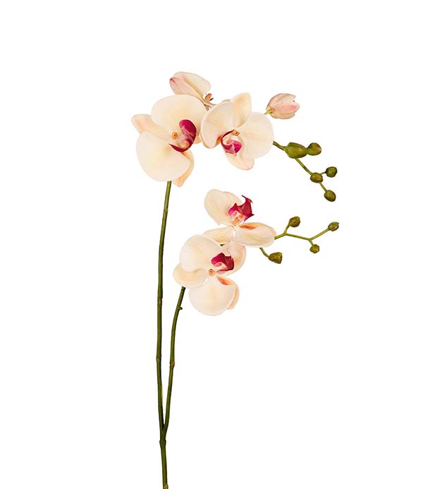 9819-51 - Phalaenopsis 100 cm