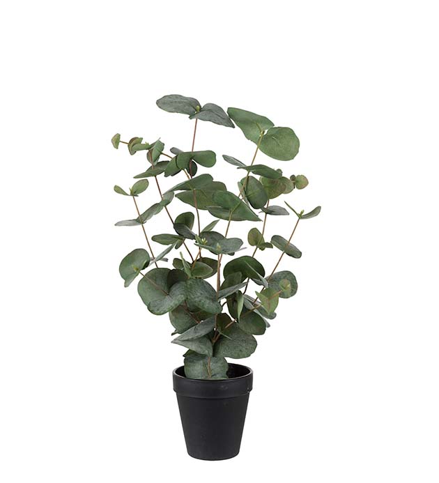 9885-90-1 - Eucalyptus 55 cm