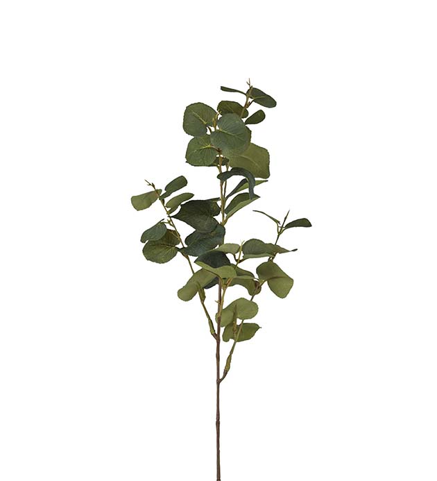9886-91 - Eucalyptus
