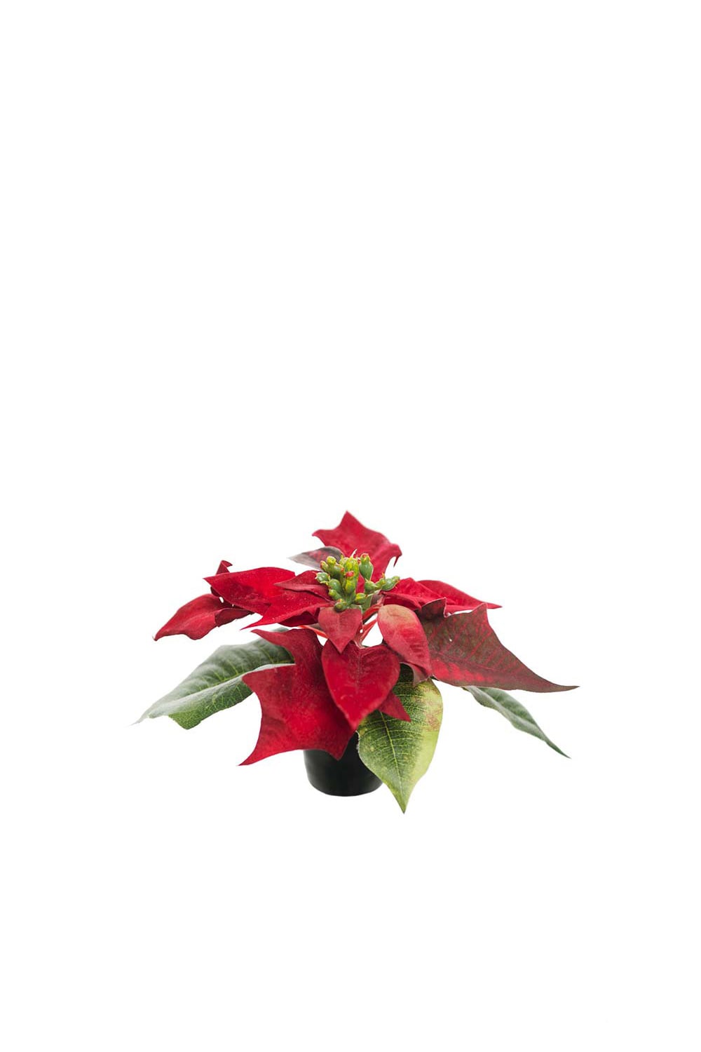 Konstgjord röd Julstjärna 10cm