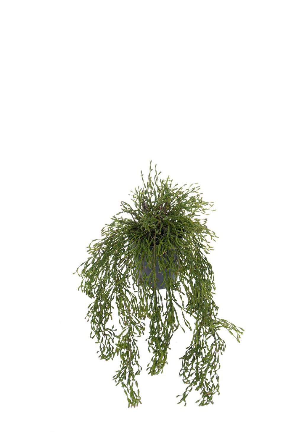 Konstgjord grön Rhipsalis 65cm