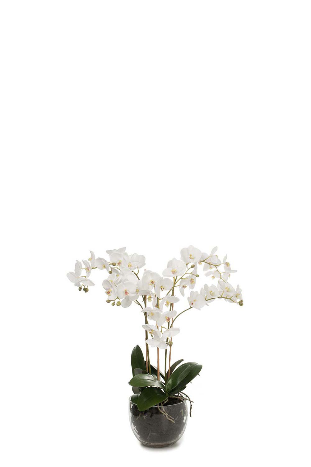 Konstgjord vit Phalaenopsis 70cm