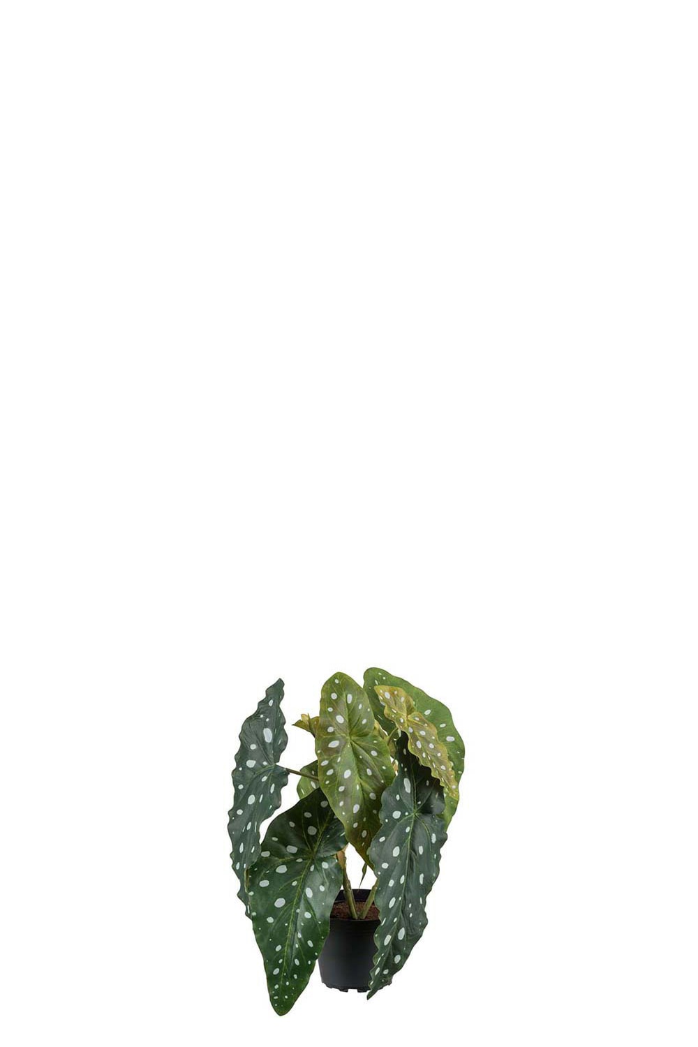 Konstgjord grön Forell Begonia 30cm