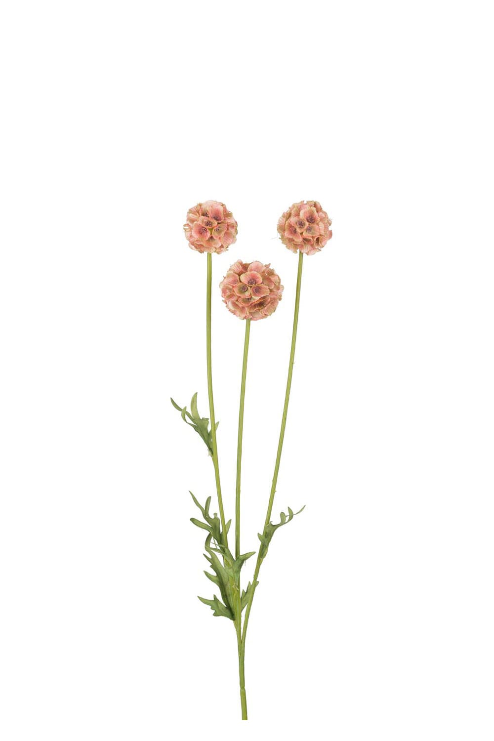 Konstgjord brun Scabiosa 60cm