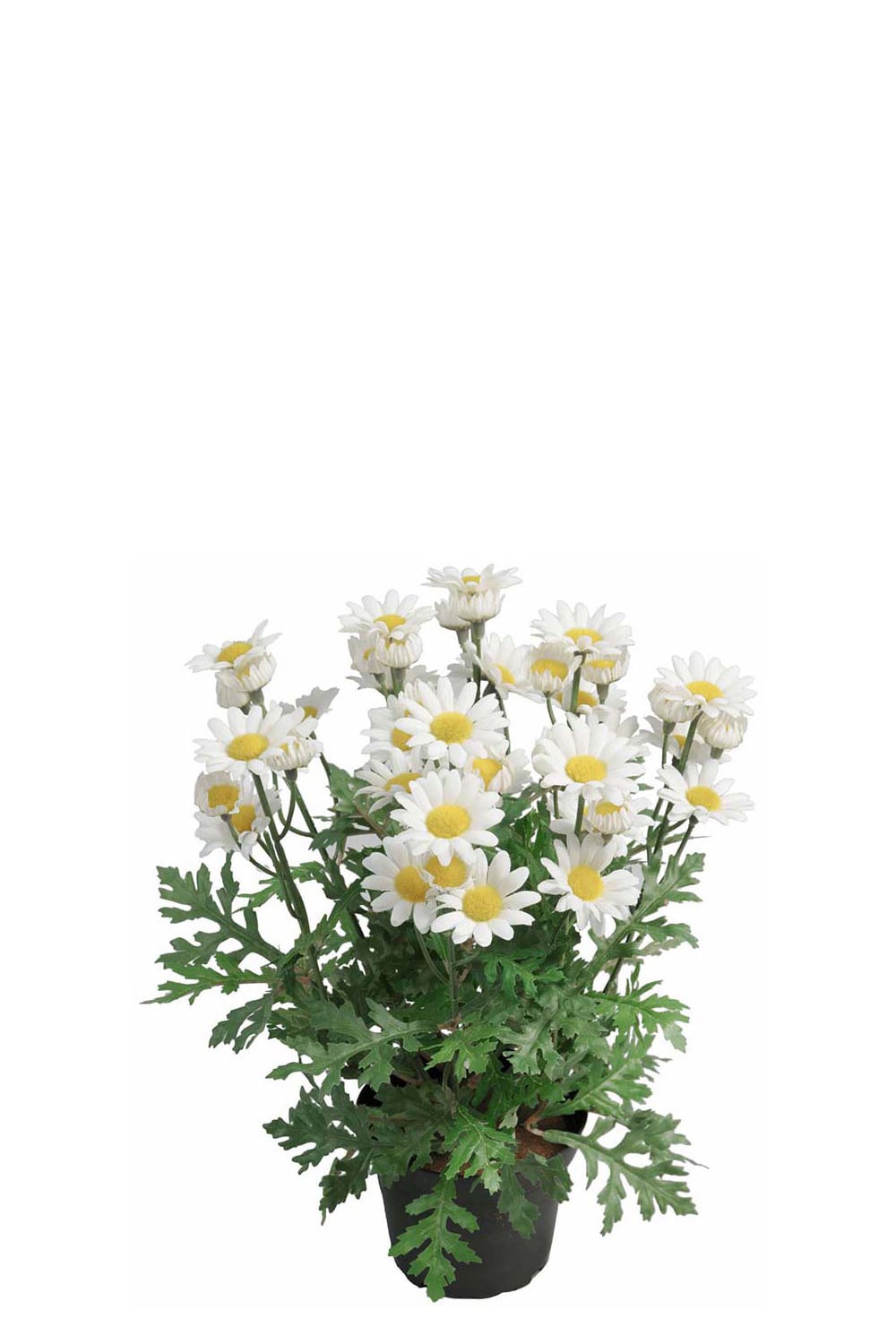 Konstgjord vit Marguritt 30cm