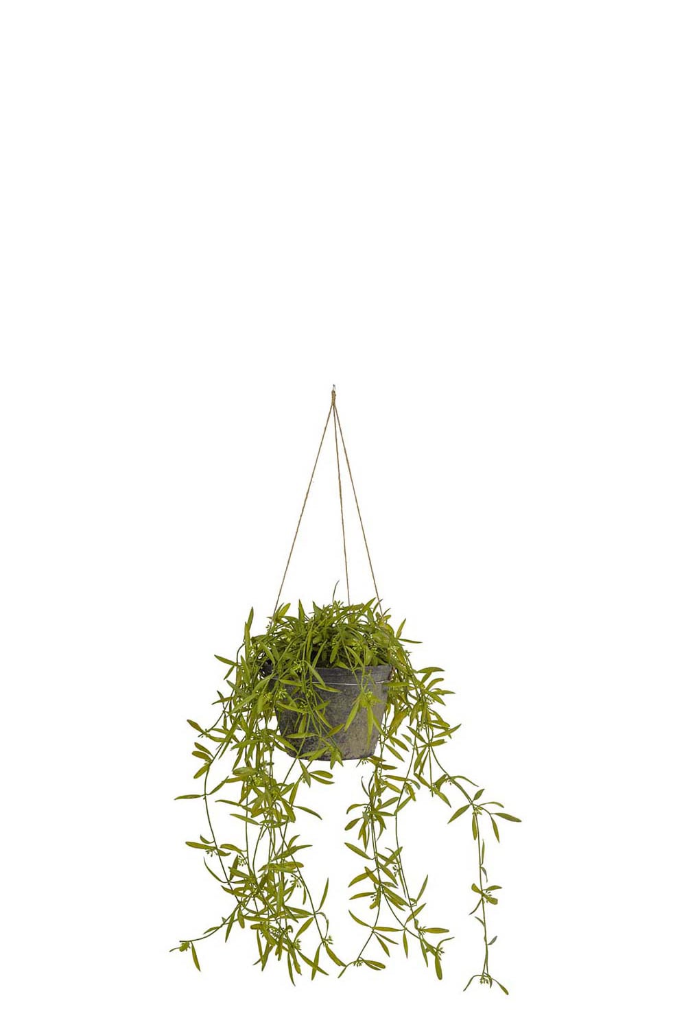 Konstgjord grön Hoya 25cm
