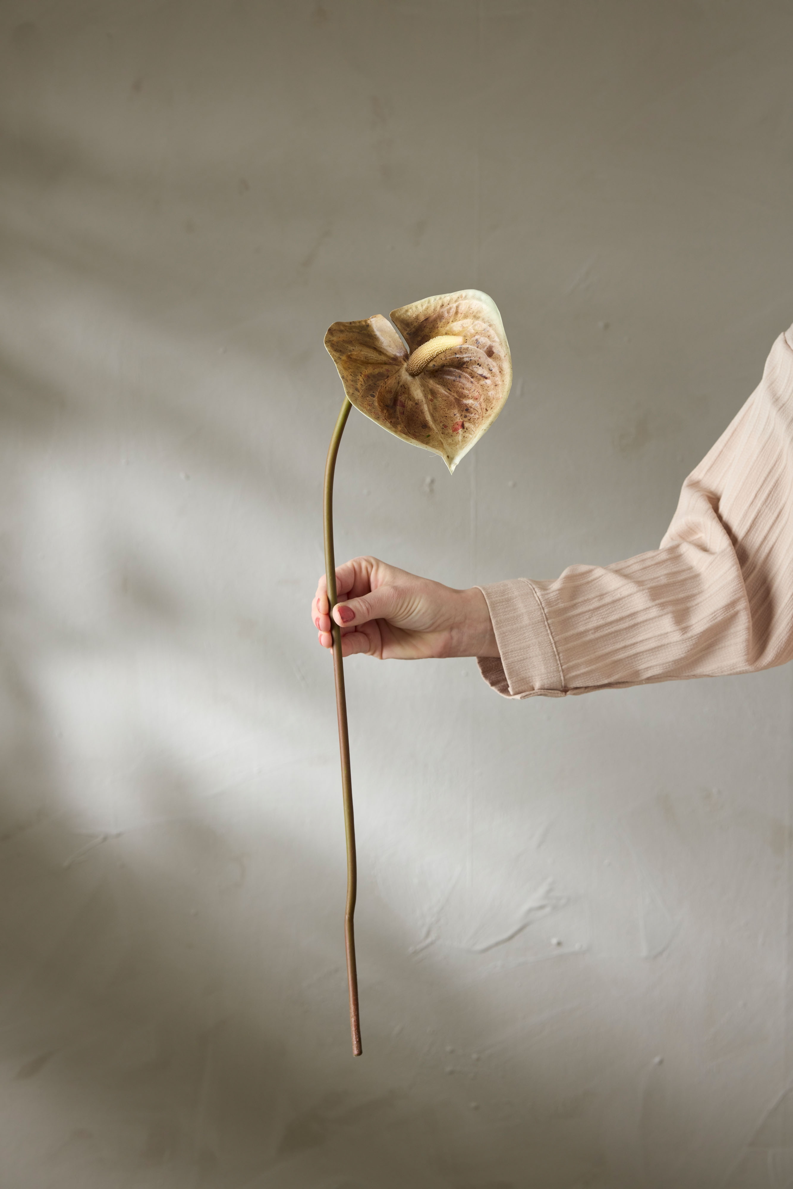 Konstgjord brun Anthurium 70cm