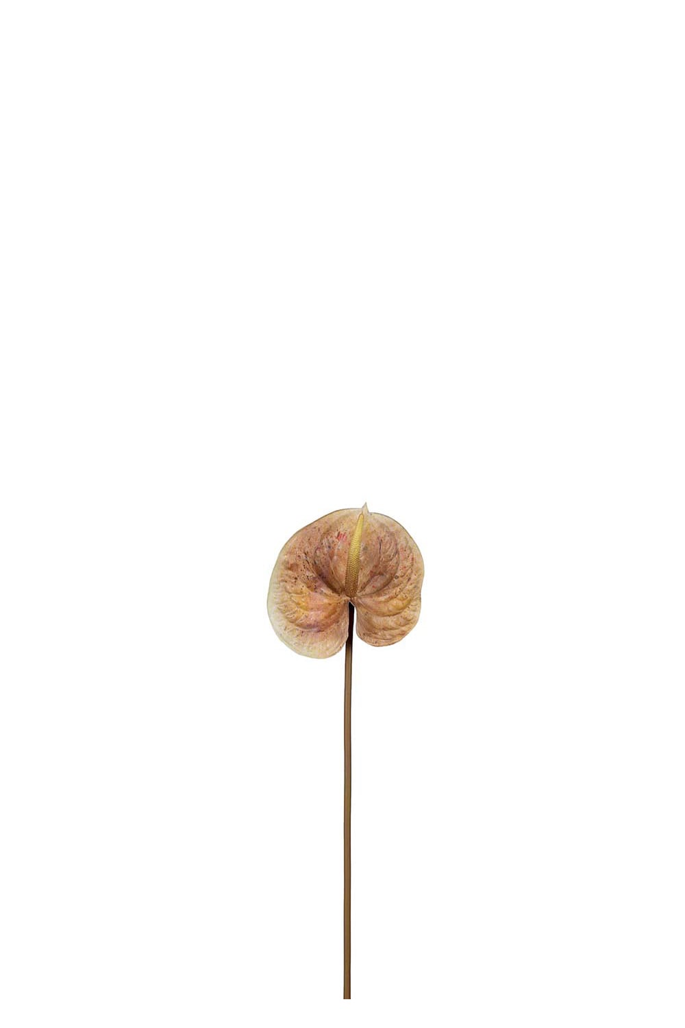 Konstgjord brun Anthurium 70cm