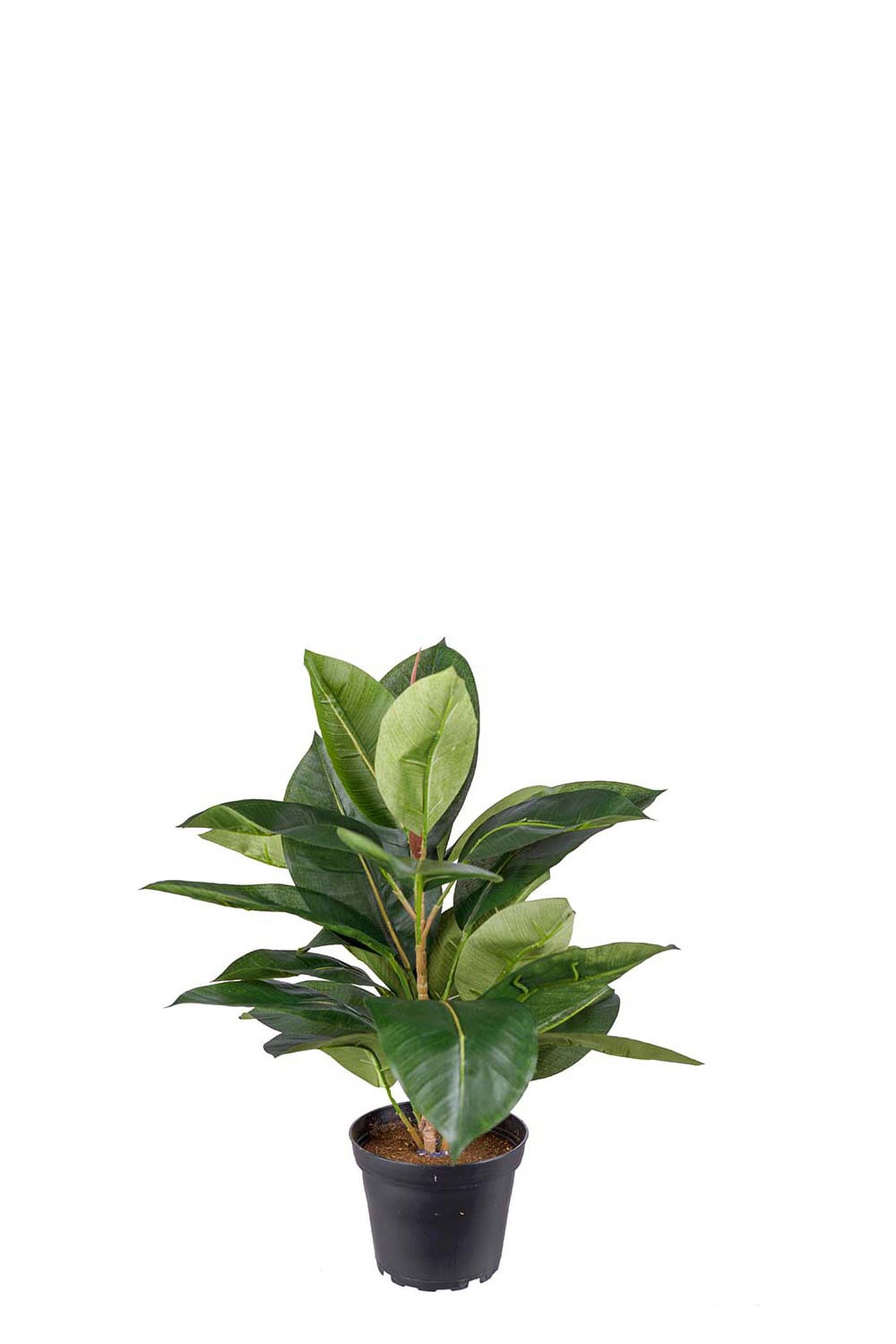 Konstgjord grön Fikus Robusta 37cm