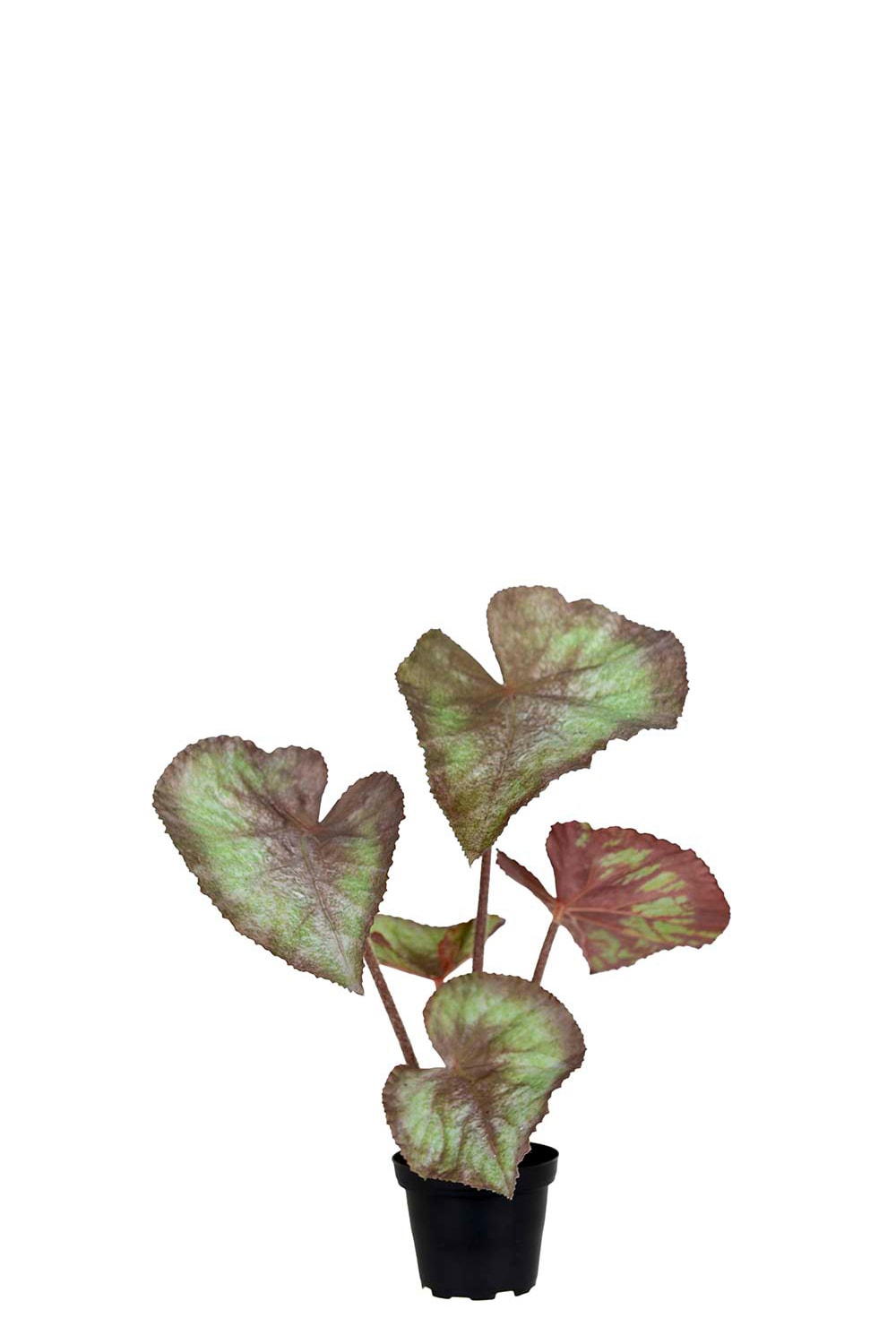 Konstgjord grön Rexbegonia 35cm