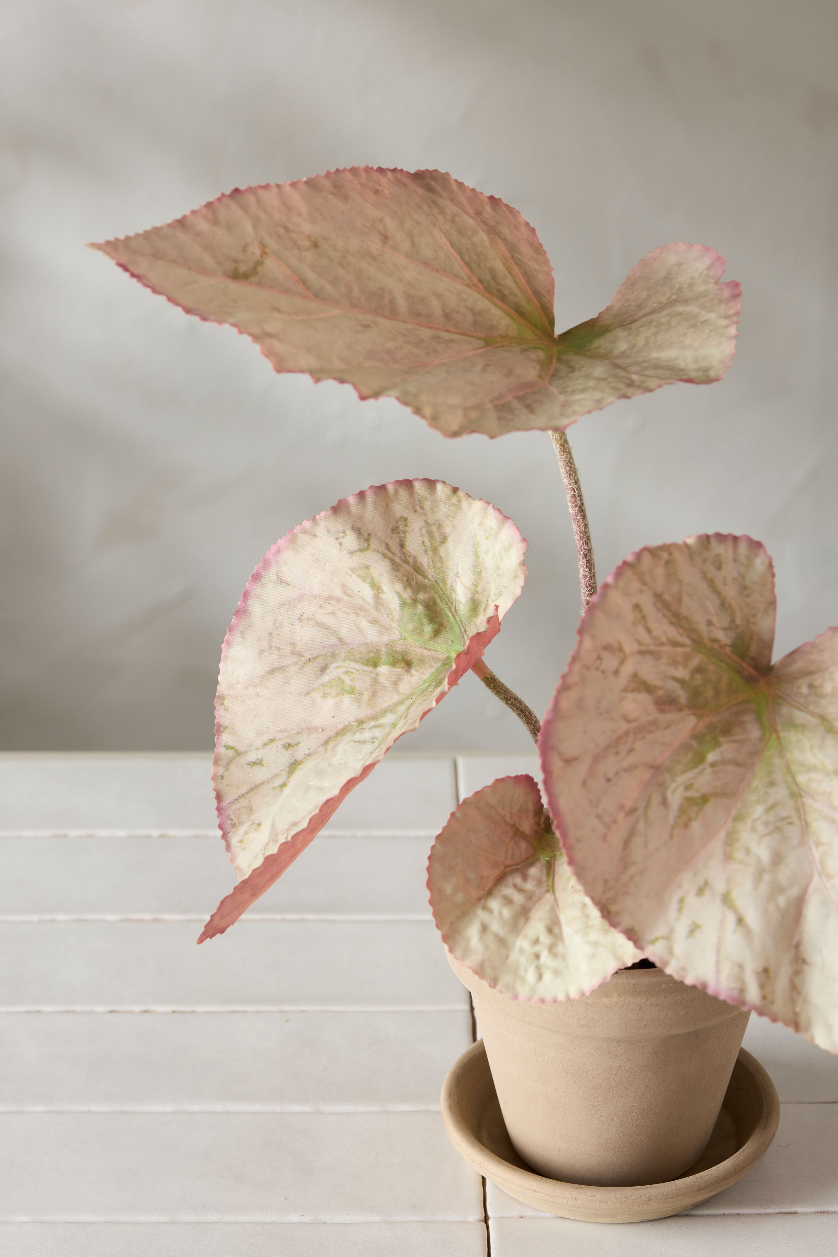 Konstgjord flerfärgad Rexbegonia 35cm