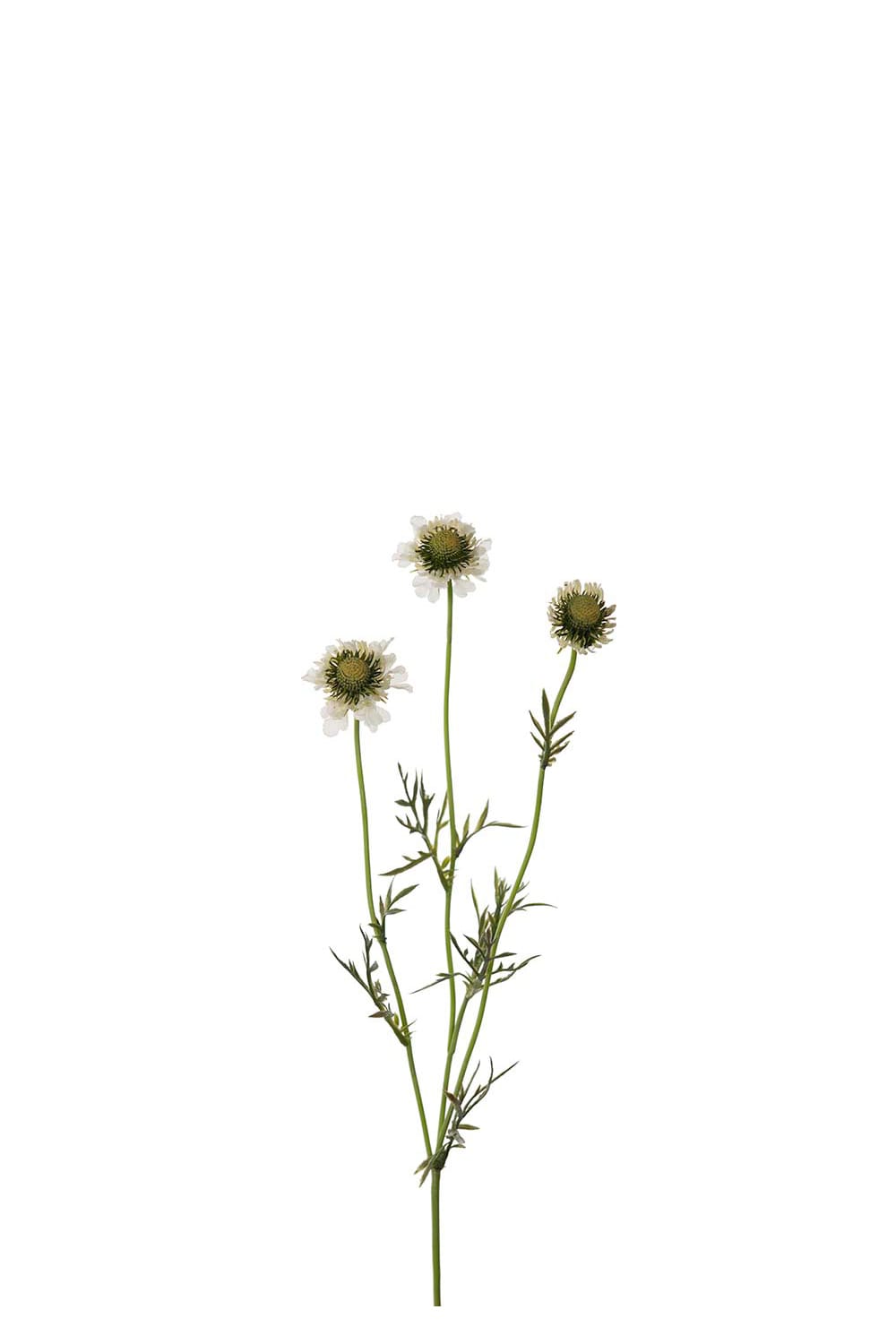 Konstgjord vit Scabiosa 64cm