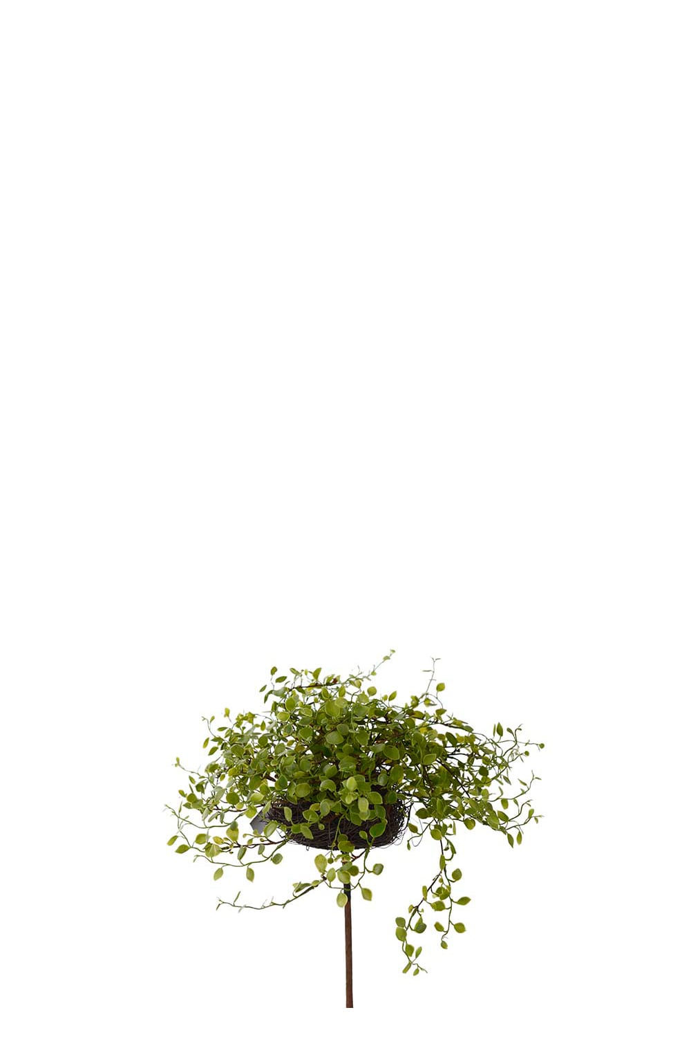 Konstgjord grön Muehlenbeckia 25cm