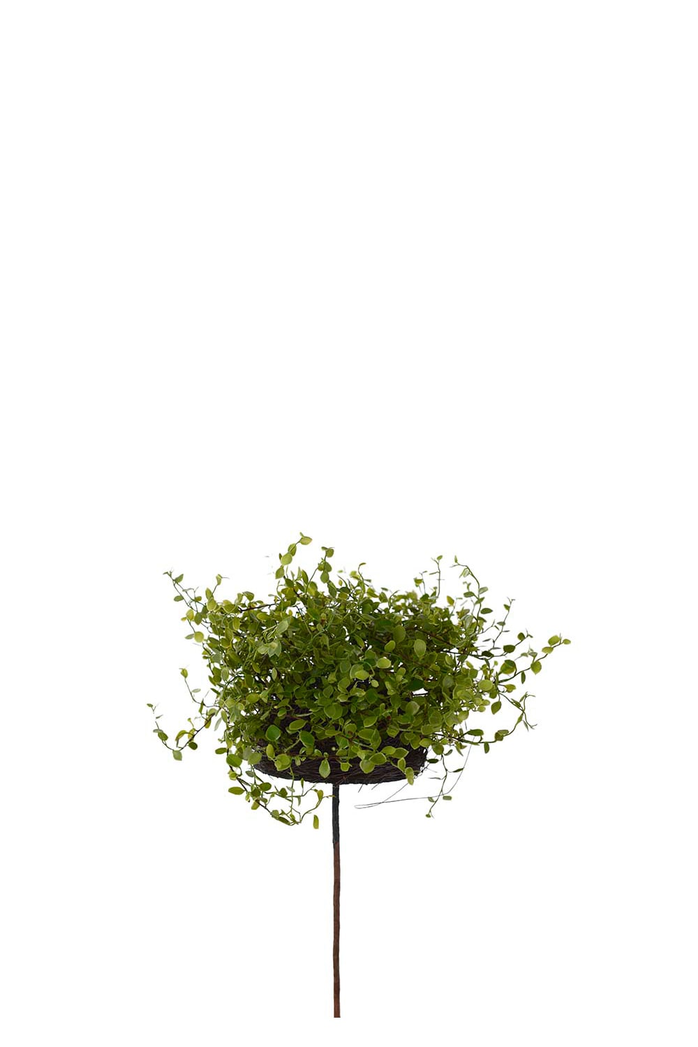 Konstgjord grön Muehlenbeckia 28cm