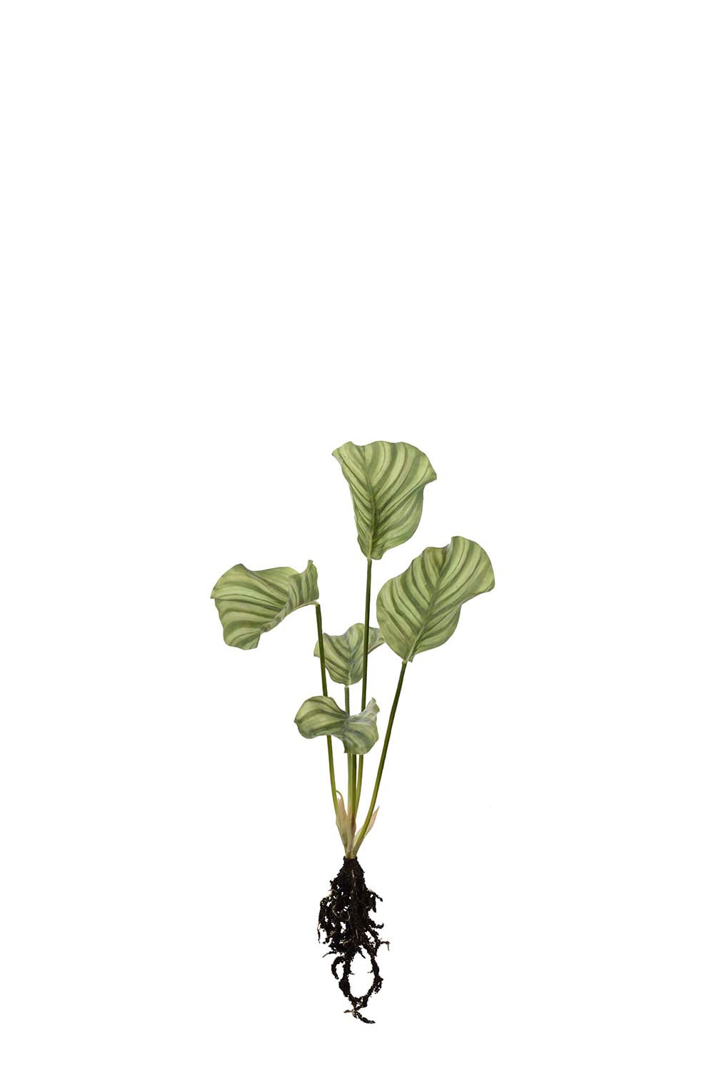 Konstgjord grön Calathea med rötter 50cm