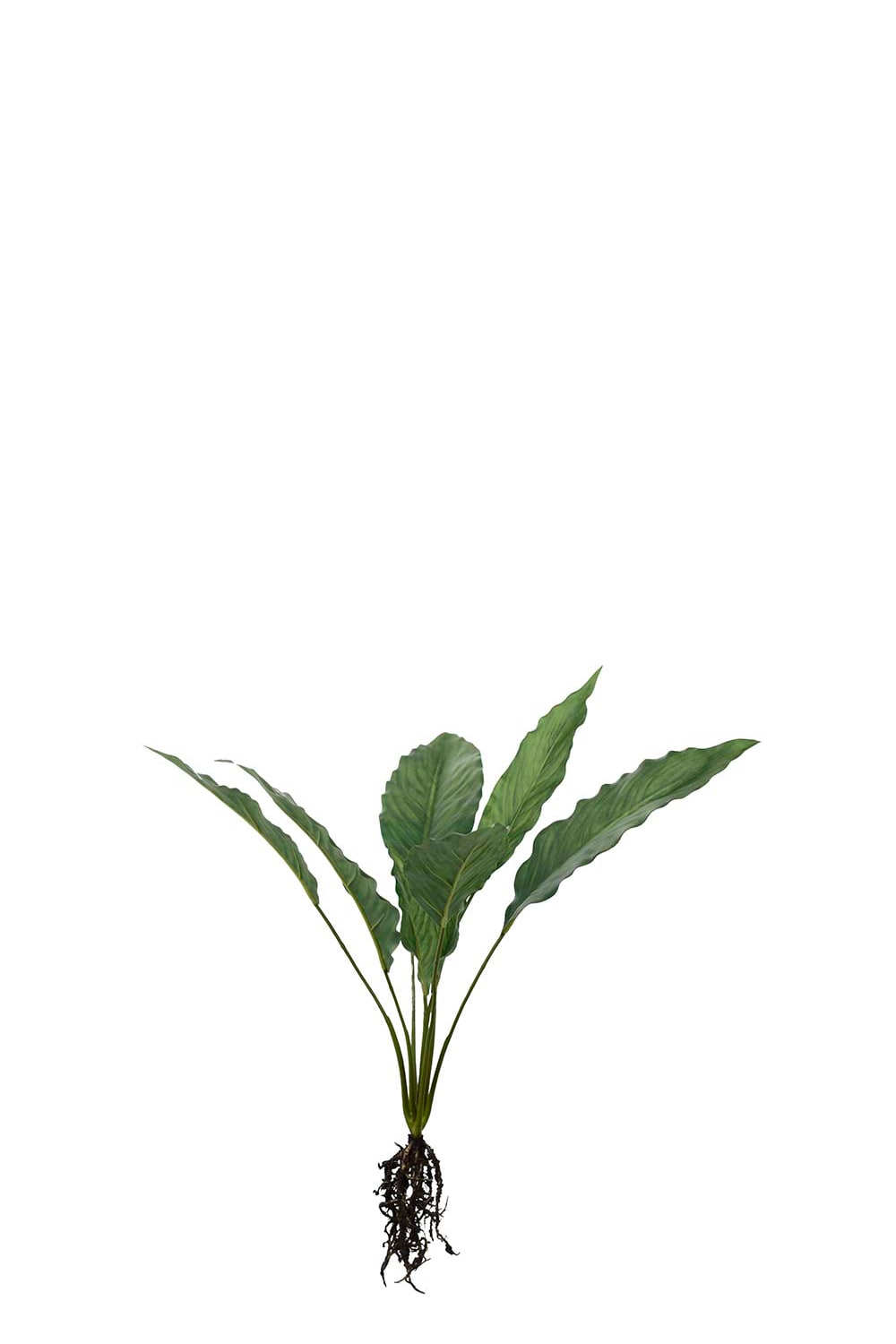 Konstgjord grön Calathea med rötter 55cm