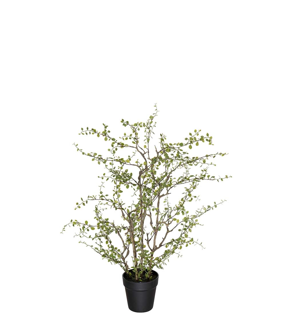 Konstgjord grön Muehlenbeckia 70cm