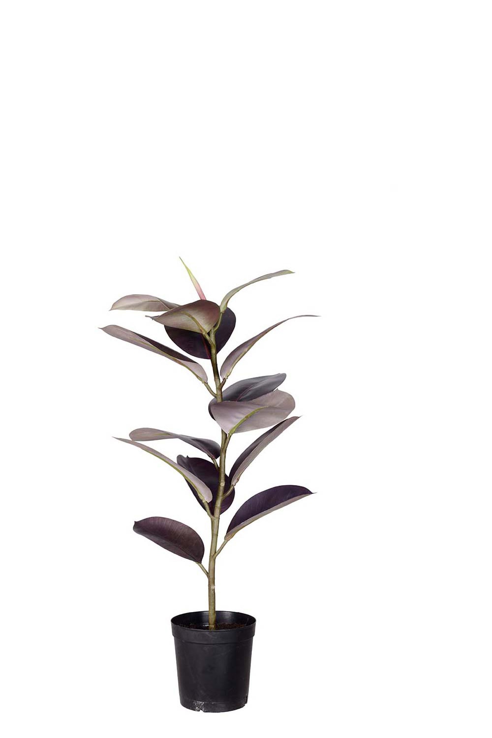 Konstgjord burgundy Fikus Elastica i kruka 80cm