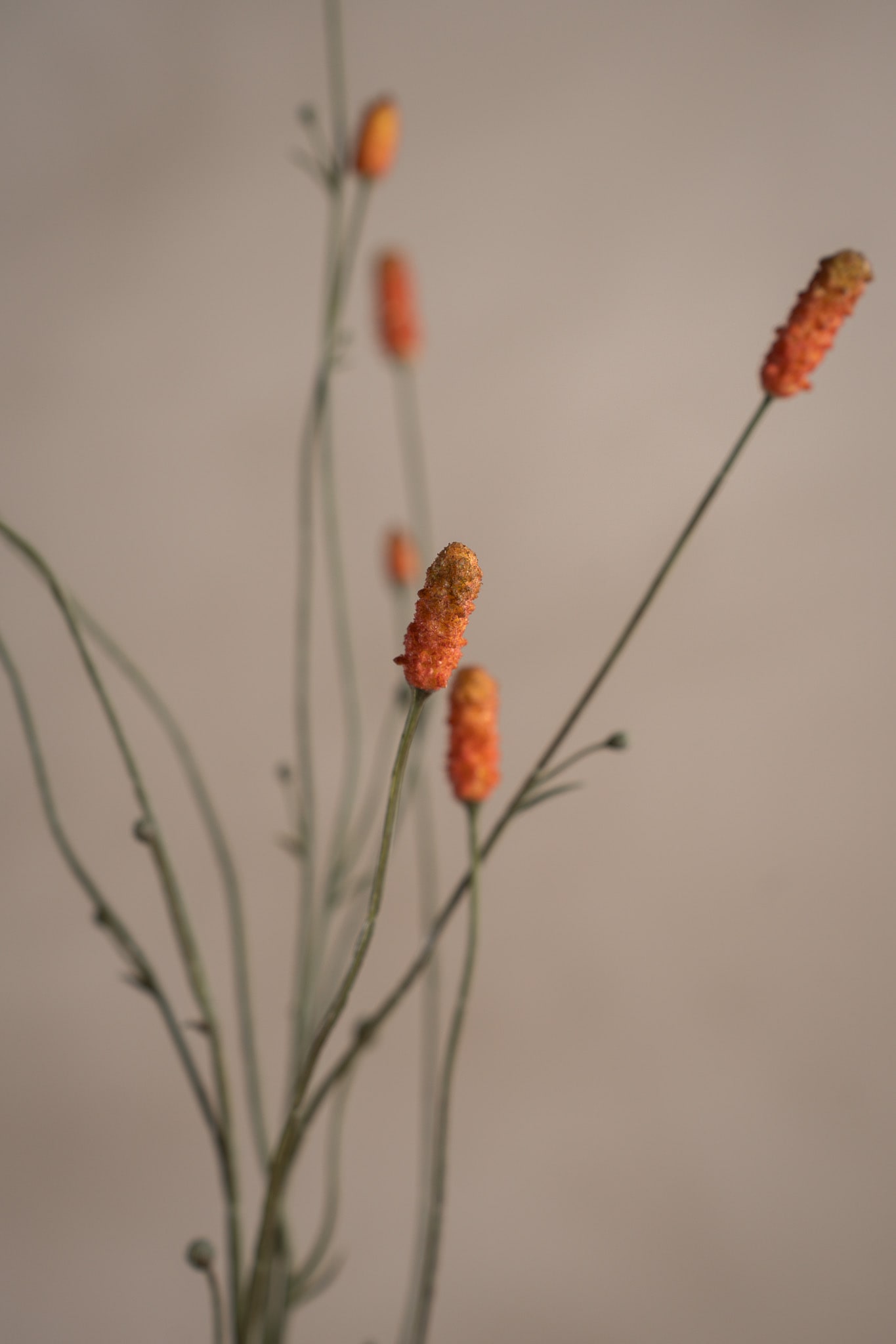 Konstgjord orange Pimpinell 80cm