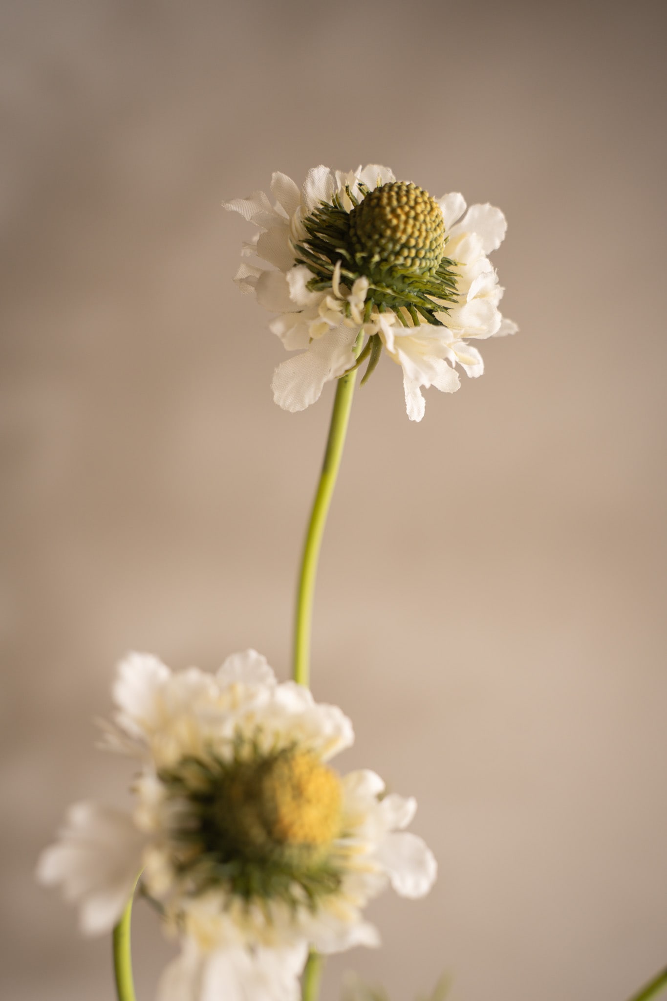 Konstgjord vit Scabiosa 64cm