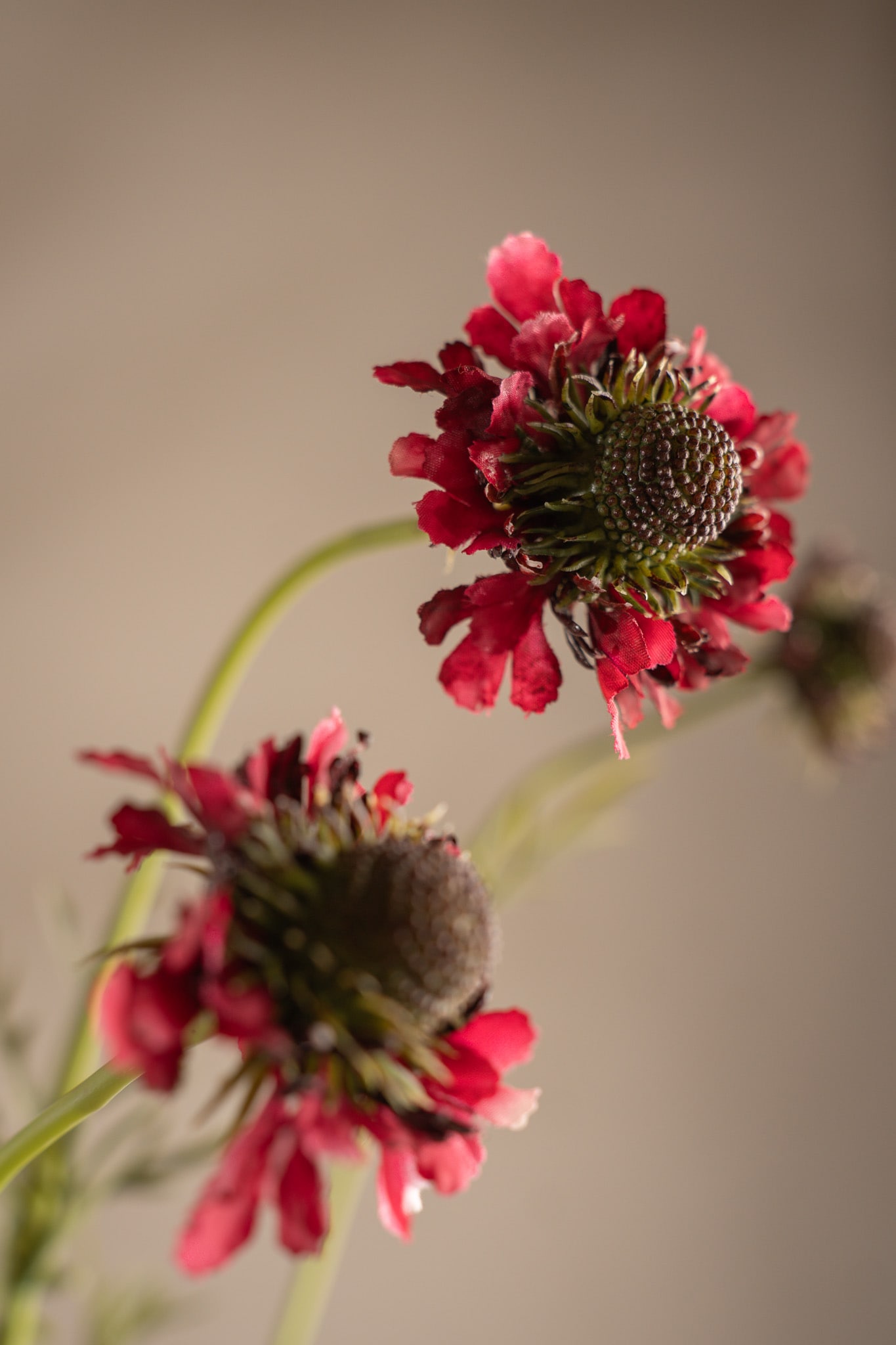 Konstgjord burgundy Scabiosa 64cm
