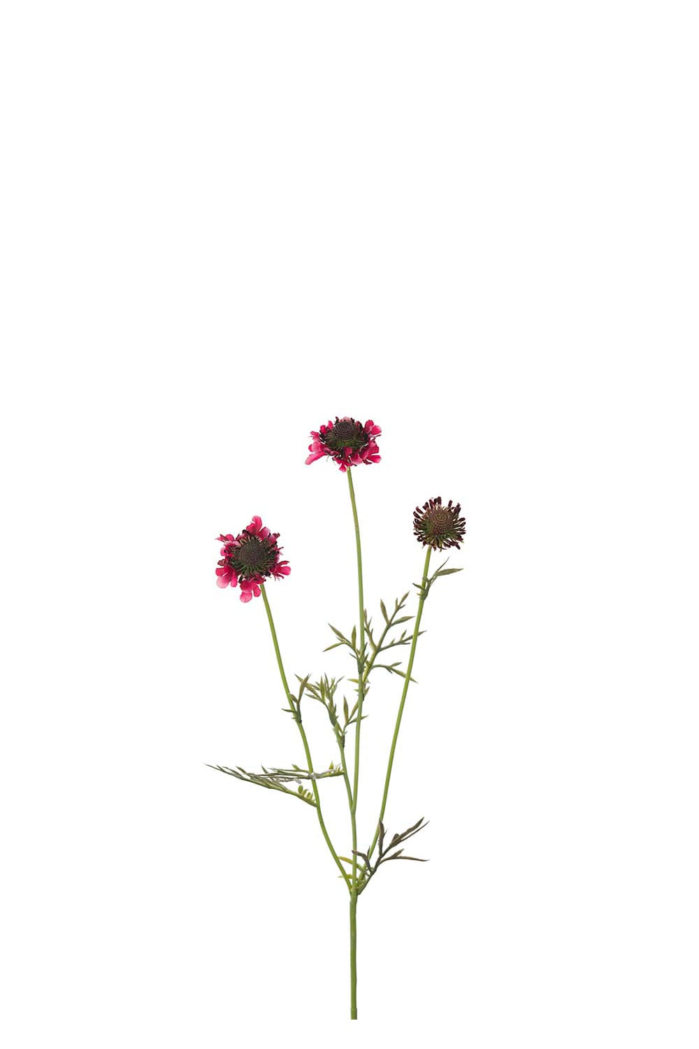 Konstgjord burgundy Scabiosa 64cm
