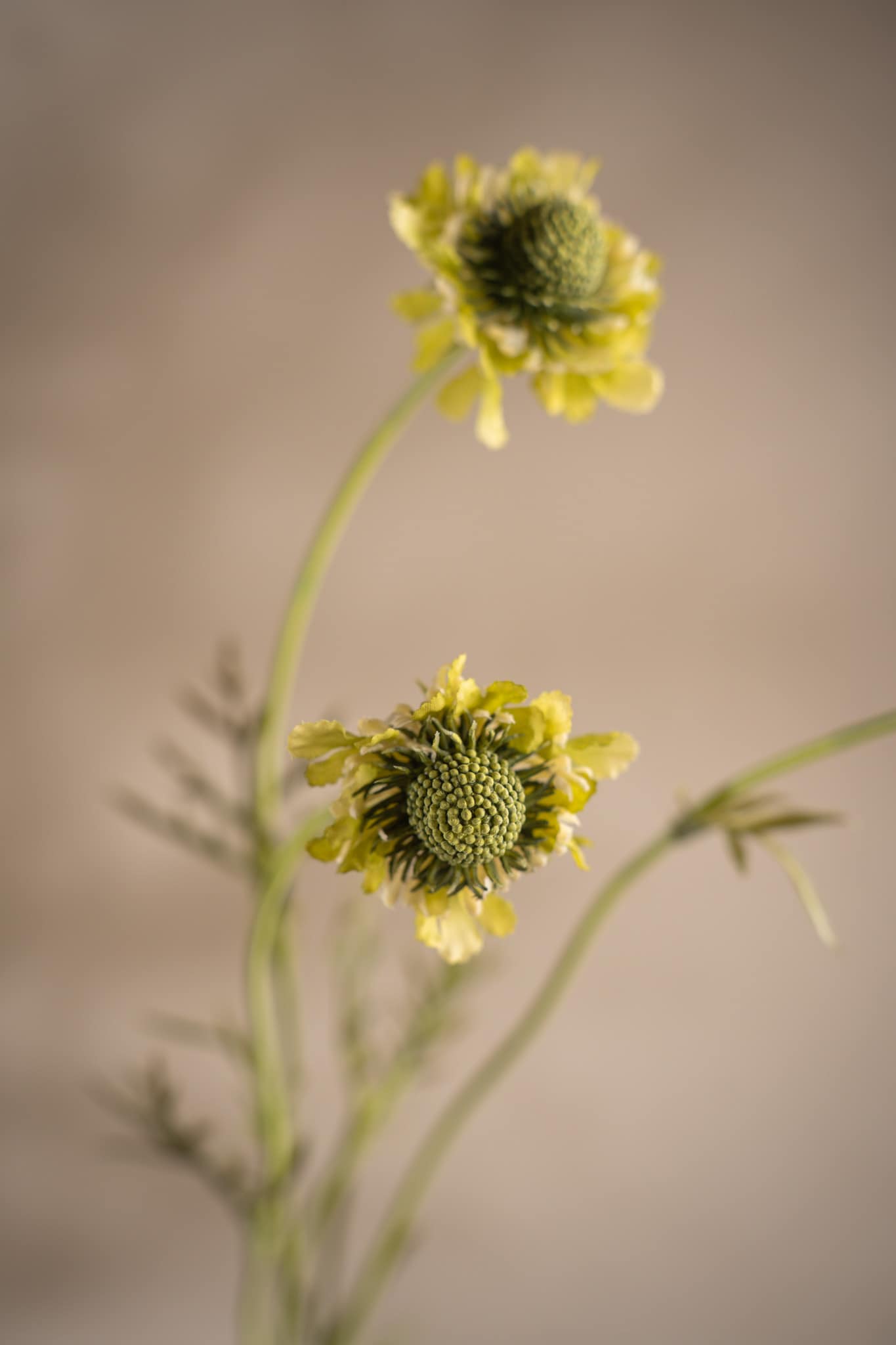 Konstgjord grön Scabiosa 64cm