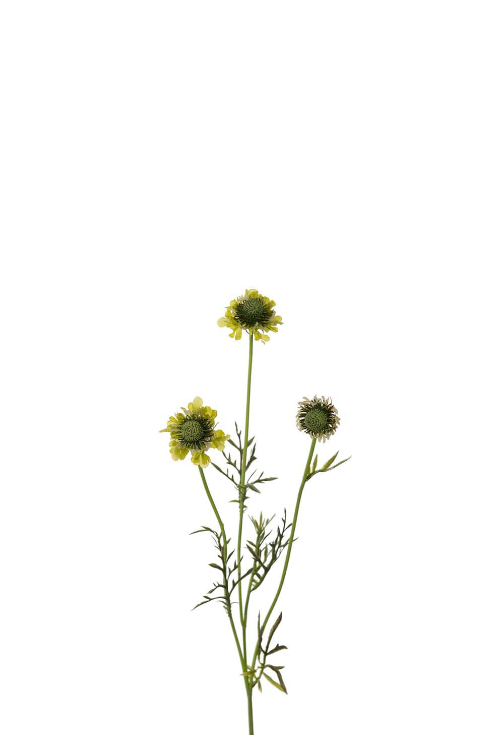 Konstgjord grön Scabiosa 64cm