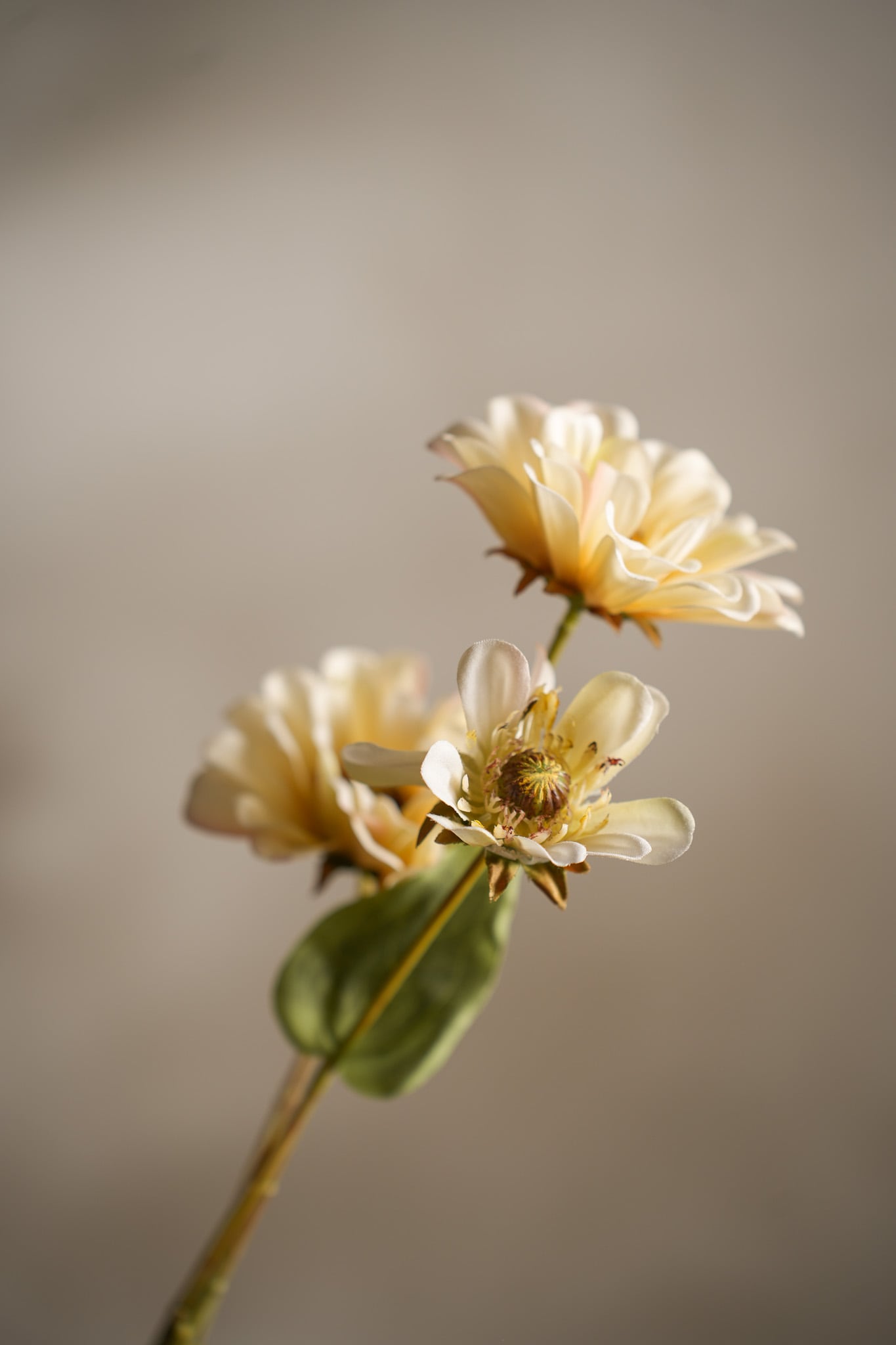 Konstgjord cremefärgad Zinnia 65cm